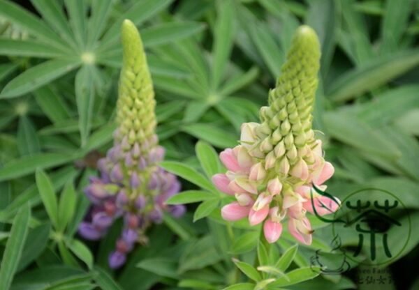 Lupinus Polyphyllus, Large-leaved Lupine Seed 500 PCS, Yushandou - Image 4