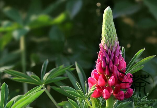 Lupinus Polyphyllus, Large-leaved Lupine Seed 500 PCS, Yushandou - Image 6