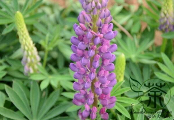 Lupinus Polyphyllus, Large-leaved Lupine Seed 500 PCS, Yushandou - Image 7