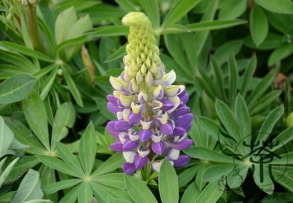 Lupinus Polyphyllus, Large-leaved Lupine Seed 500 PCS, Yushandou - Image 8