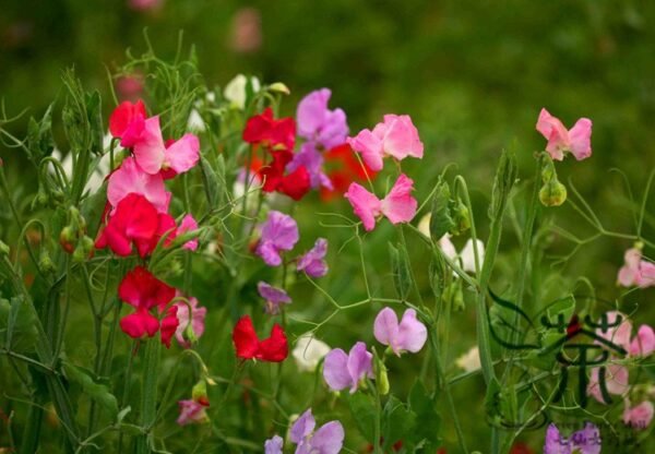 Lathyrus Odoratus, Sweet Pea Seed 200 PCS, Xiangwandou