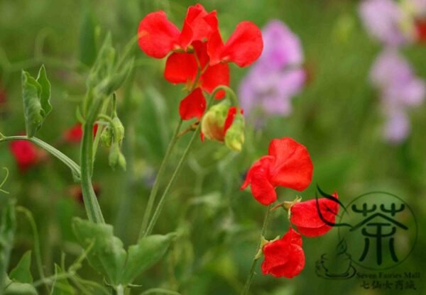 Lathyrus Odoratus, Sweet Pea Seed 200 PCS, Xiangwandou - Image 2