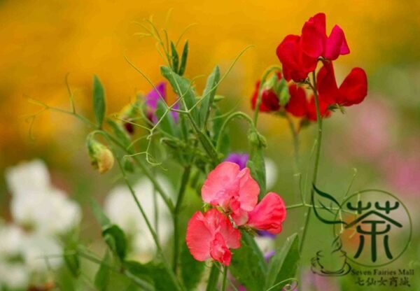 Lathyrus Odoratus, Sweet Pea Seed 200 PCS, Xiangwandou - Image 3