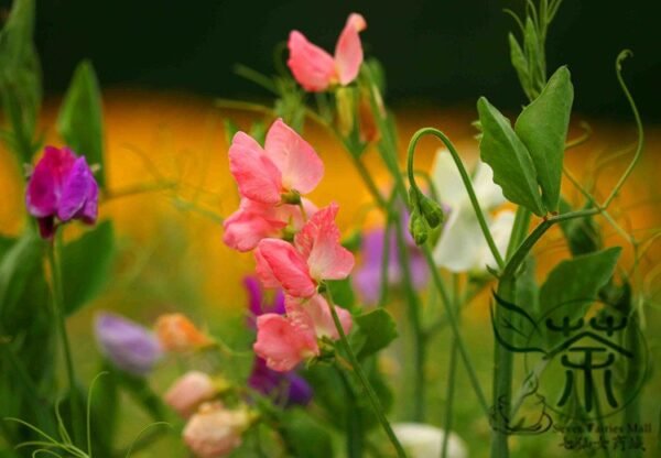 Lathyrus Odoratus, Sweet Pea Seed 200 PCS, Xiangwandou - Image 4