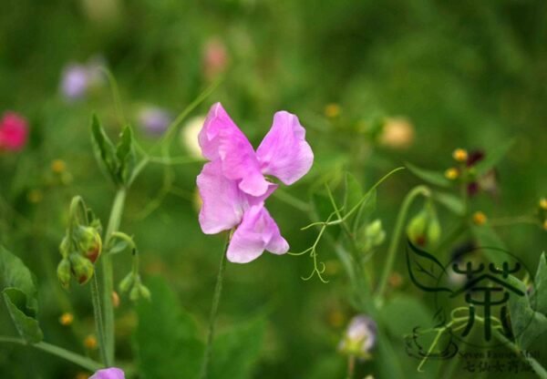 Lathyrus Odoratus, Sweet Pea Seed 200 PCS, Xiangwandou - Image 5