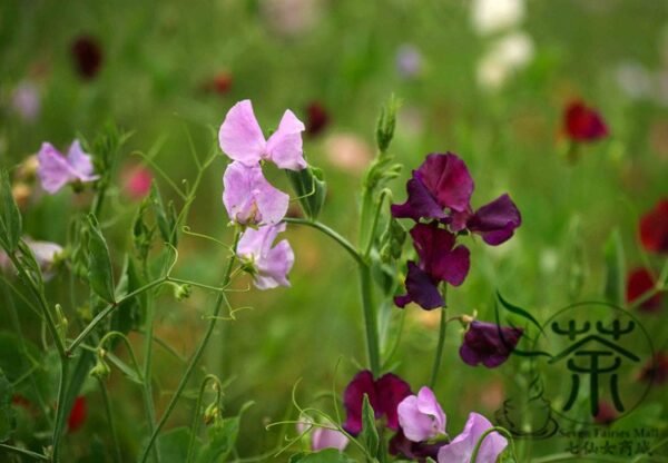 Lathyrus Odoratus, Sweet Pea Seed 200 PCS, Xiangwandou - Image 6