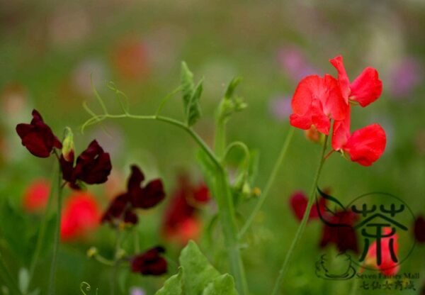 Lathyrus Odoratus, Sweet Pea Seed 200 PCS, Xiangwandou - Image 8