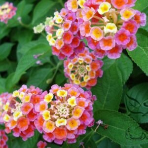 Lantana Camara, Big-sage Tickberry Seed 1000 PCS, Wild-sage Mayingdan