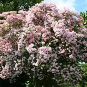 Kolkwitzia Amabilis, Linnaea Amabilis Seed 1000 PCS, Weishi