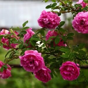 Japanese Rose, Rosa Multiflora Seed 2000 PCS, Baby Rose Hongcimei