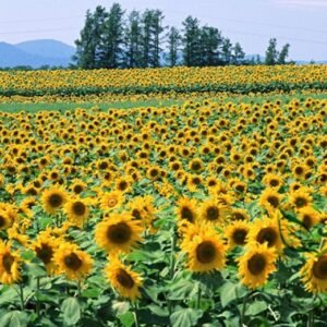 Helianthus Annuus, Yellow Sunflower Seed 300 PCS, Huangxiangrikui