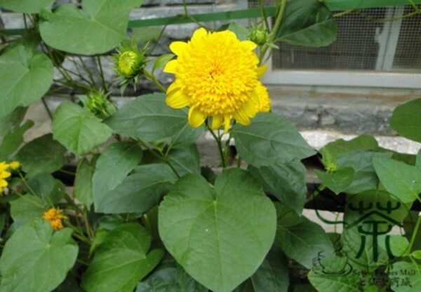 Helianthus Annuus, Short Plena Sunflower Seed 300 PCS, Aixiangrikui - Image 6