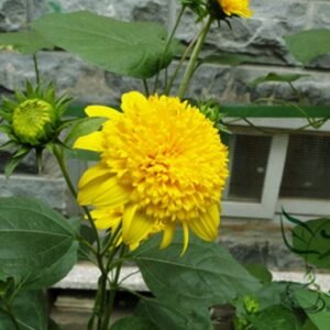 Helianthus Annuus, Short Plena Sunflower Seed 300 PCS, Aixiangrikui