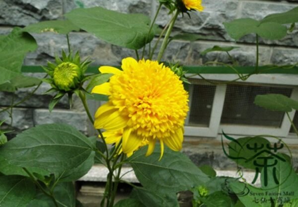 Helianthus Annuus, Short Plena Sunflower Seed 300 PCS, Aixiangrikui