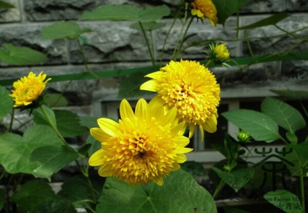 Helianthus Annuus, Short Plena Sunflower Seed 300 PCS, Aixiangrikui - Image 7