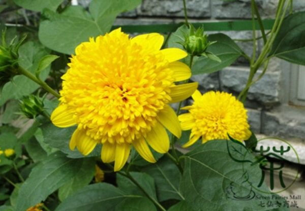 Helianthus Annuus, Short Plena Sunflower Seed 300 PCS, Aixiangrikui - Image 8