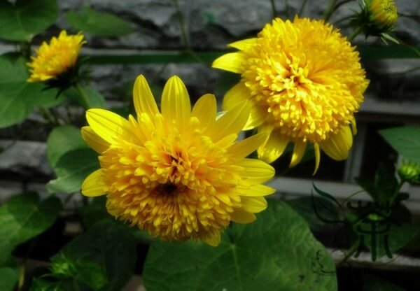 Helianthus Annuus, Short Plena Sunflower Seed 300 PCS, Aixiangrikui - Image 9