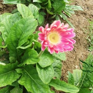 Gerbera Jamesonii, Barberton Daisy Seed 1000 PCS, Transvaal Daisy Feizhouju