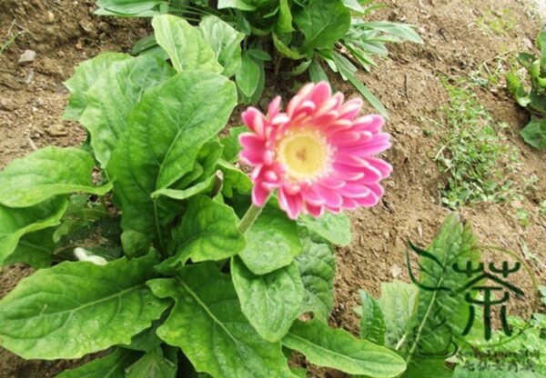 Gerbera Jamesonii, Barberton Daisy Seed 1000 PCS, Transvaal Daisy Feizhouju