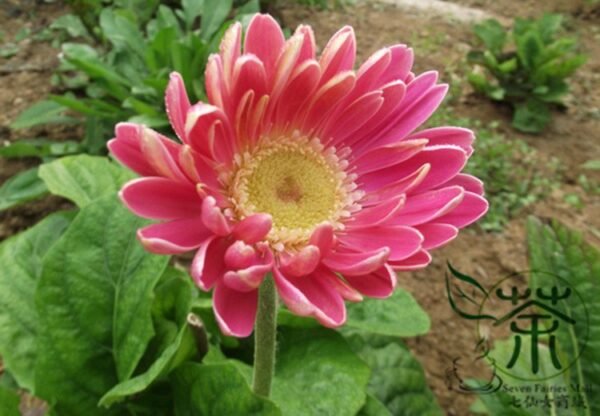 Gerbera Jamesonii, Barberton Daisy Seed 1000 PCS, Transvaal Daisy Feizhouju - Image 3