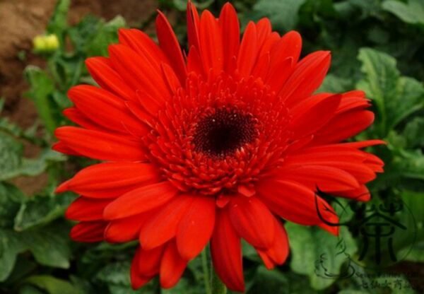 Gerbera Jamesonii, Barberton Daisy Seed 1000 PCS, Transvaal Daisy Feizhouju - Image 4