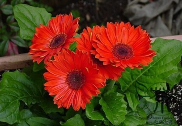 Gerbera Jamesonii, Barberton Daisy Seed 1000 PCS, Transvaal Daisy Feizhouju - Image 5