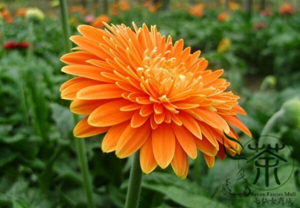 Gerbera Jamesonii, Barberton Daisy Seed 1000 PCS, Transvaal Daisy Feizhouju - Image 6