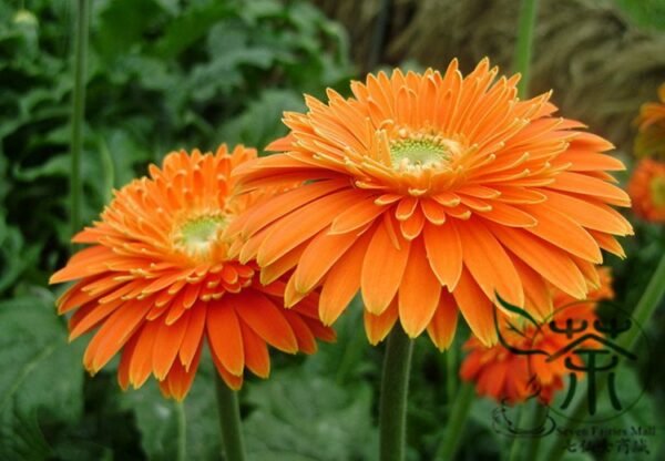 Gerbera Jamesonii, Barberton Daisy Seed 1000 PCS, Transvaal Daisy Feizhouju - Image 7