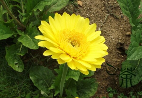 Gerbera Jamesonii, Barberton Daisy Seed 1000 PCS, Transvaal Daisy Feizhouju - Image 8