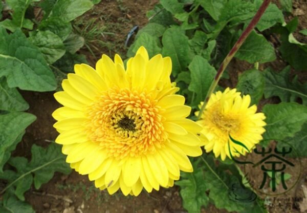 Gerbera Jamesonii, Barberton Daisy Seed 1000 PCS, Transvaal Daisy Feizhouju - Image 9