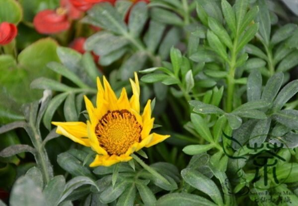 Gazania Rigens, Treasure Flower Seed 1000 PCS, Coastal Gazania Xunzhangju - Image 2