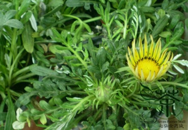 Gazania Rigens, Treasure Flower Seed 1000 PCS, Coastal Gazania Xunzhangju - Image 3