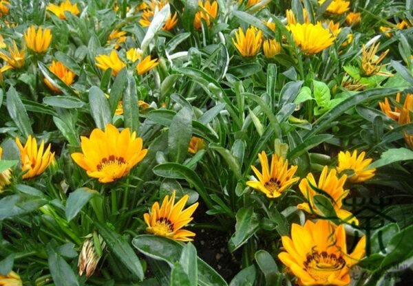 Gazania Rigens, Treasure Flower Seed 1000 PCS, Coastal Gazania Xunzhangju - Image 4