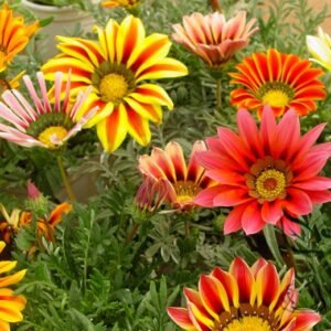 Gazania Rigens, Treasure Flower Seed 1000 PCS, Coastal Gazania Xunzhangju