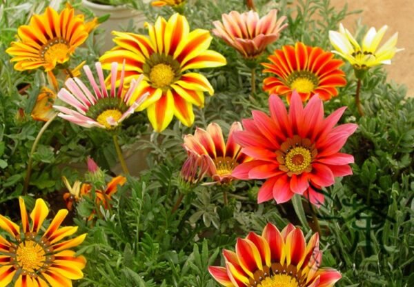 Gazania Rigens, Treasure Flower Seed 1000 PCS, Coastal Gazania Xunzhangju