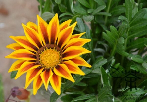 Gazania Rigens, Treasure Flower Seed 1000 PCS, Coastal Gazania Xunzhangju - Image 7