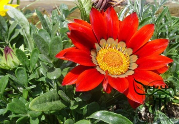 Gazania Rigens, Treasure Flower Seed 1000 PCS, Coastal Gazania Xunzhangju - Image 8