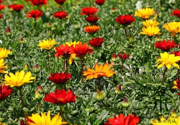 Gazania Rigens, Treasure Flower Seed 1000 PCS, Coastal Gazania Xunzhangju - Image 9