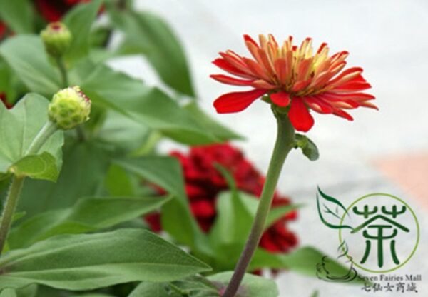 Garden Zinnias, Zinnia Elegans Seed 1000 PCS, Bairicao - Image 2