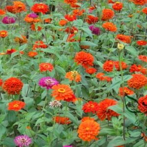 Garden Zinnias, Zinnia Elegans Seed 1000 PCS, Bairicao