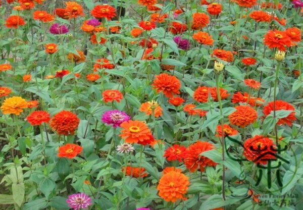 Garden Zinnias, Zinnia Elegans Seed 1000 PCS, Bairicao