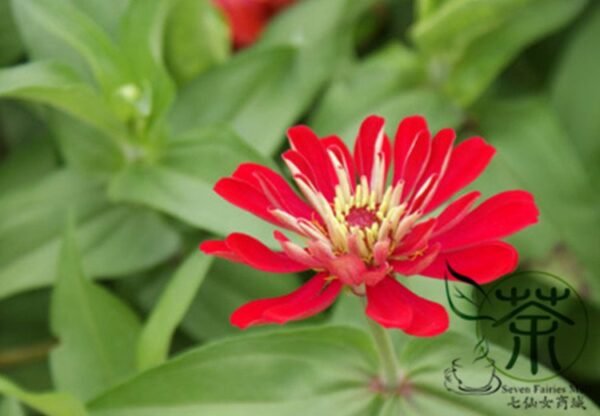 Garden Zinnias, Zinnia Elegans Seed 1000 PCS, Bairicao - Image 3