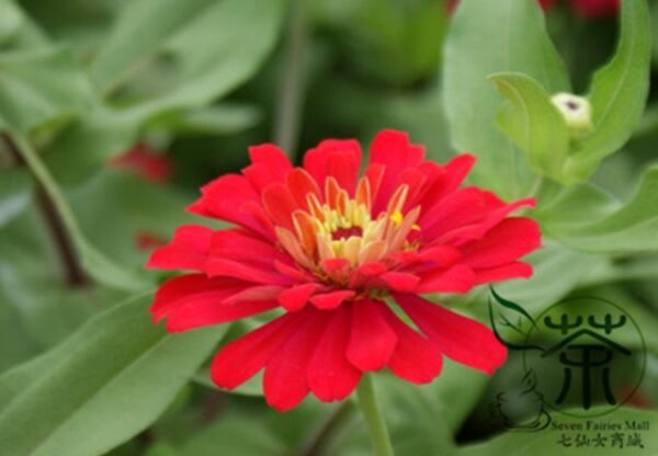 Garden Zinnias, Zinnia Elegans Seed 1000 PCS, Bairicao - Image 4