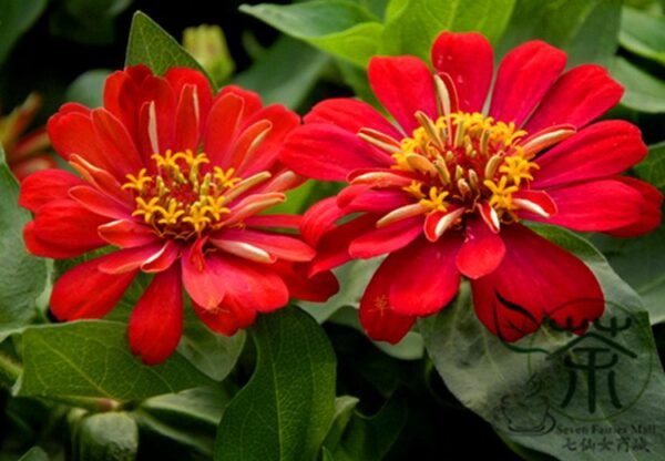 Garden Zinnias, Zinnia Elegans Seed 1000 PCS, Bairicao - Image 5