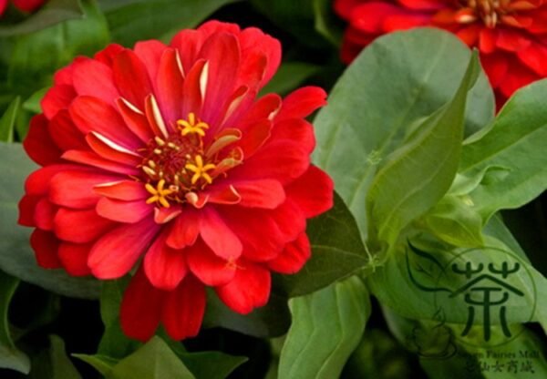 Garden Zinnias, Zinnia Elegans Seed 1000 PCS, Bairicao - Image 6