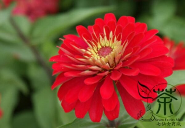 Garden Zinnias, Zinnia Elegans Seed 1000 PCS, Bairicao - Image 7