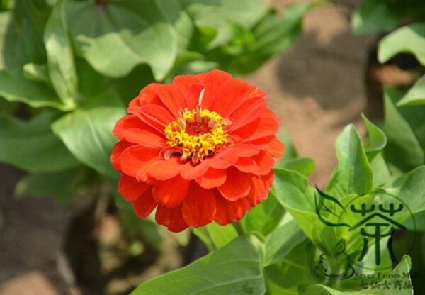 Garden Zinnias, Zinnia Elegans Seed 1000 PCS, Bairicao - Image 8