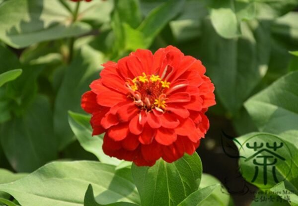 Garden Zinnias, Zinnia Elegans Seed 1000 PCS, Bairicao - Image 9