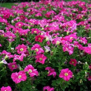 Garden Petunia, Petunia Hybrida Seed 1000 PCS, Aiqianniu