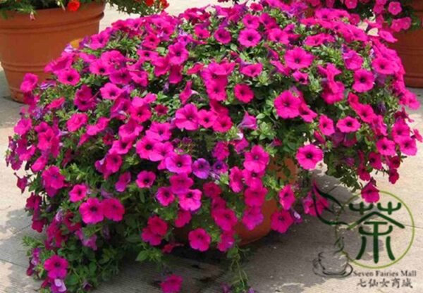 Garden Petunia, Petunia Hybrida Seed 1000 PCS, Aiqianniu - Image 6